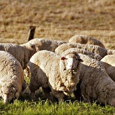 Facts about merino wool